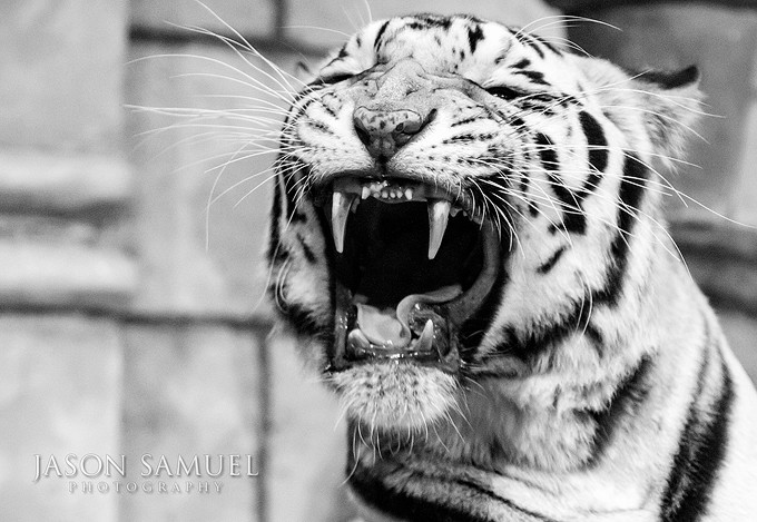 Nero the White Bengal Tiger