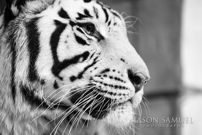 Nero the White Bengal Tiger